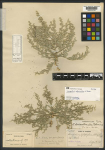 Herbarium Sheet of RM 12545